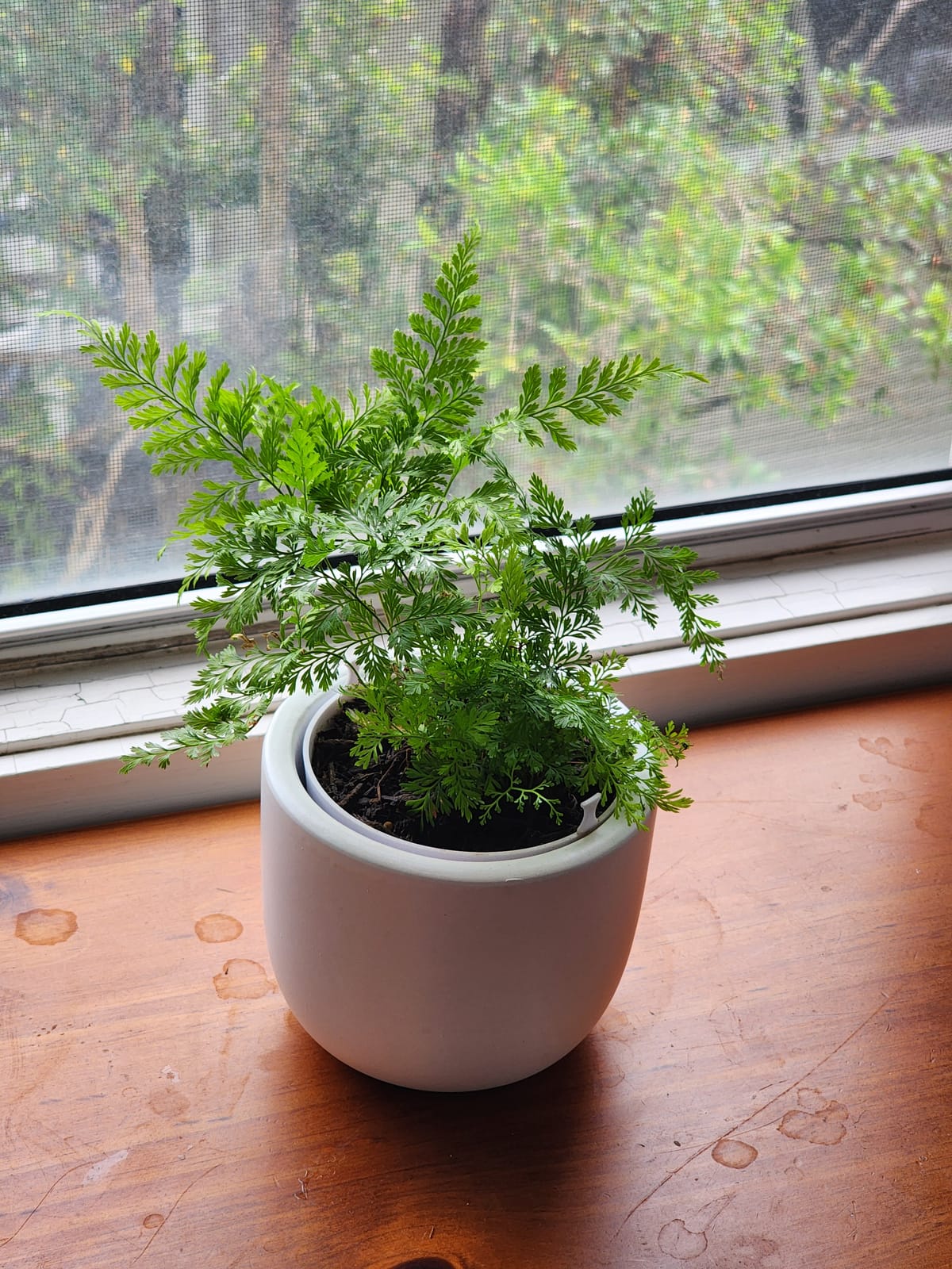 Simple Pot Insert