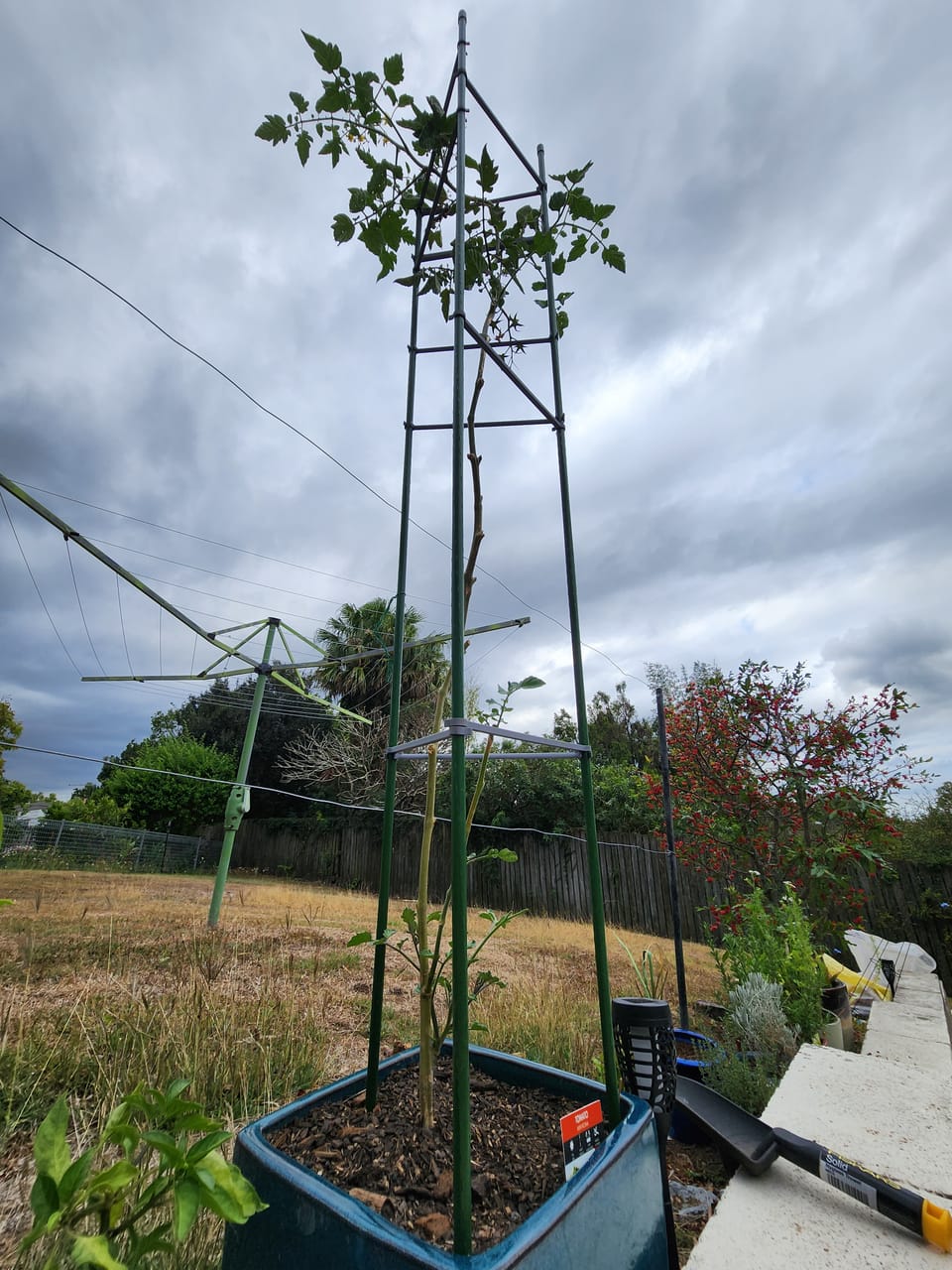 Tomato Support Frame